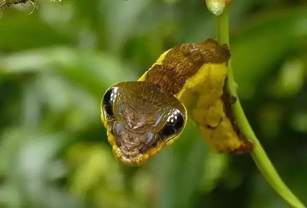 绝美害虫图谱