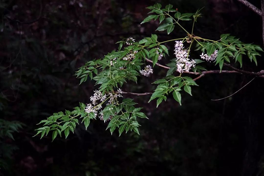 聊节气知物候|楝花落尽夏初来