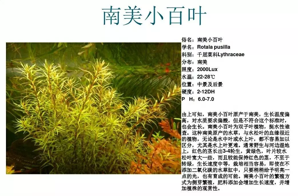 水草简谱_水草简笔画(2)