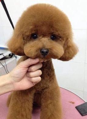 宠物 正文  我们的都知道,泰迪狗狗是要定期剪毛做美容的,每次去一次