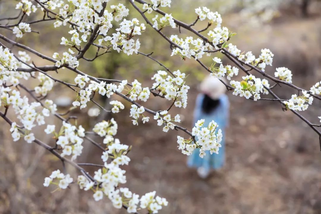 春季必备：拍花焦段