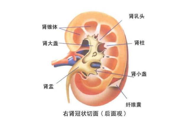 肾脏内部的结构,分为肾实质和肾盂两部分.