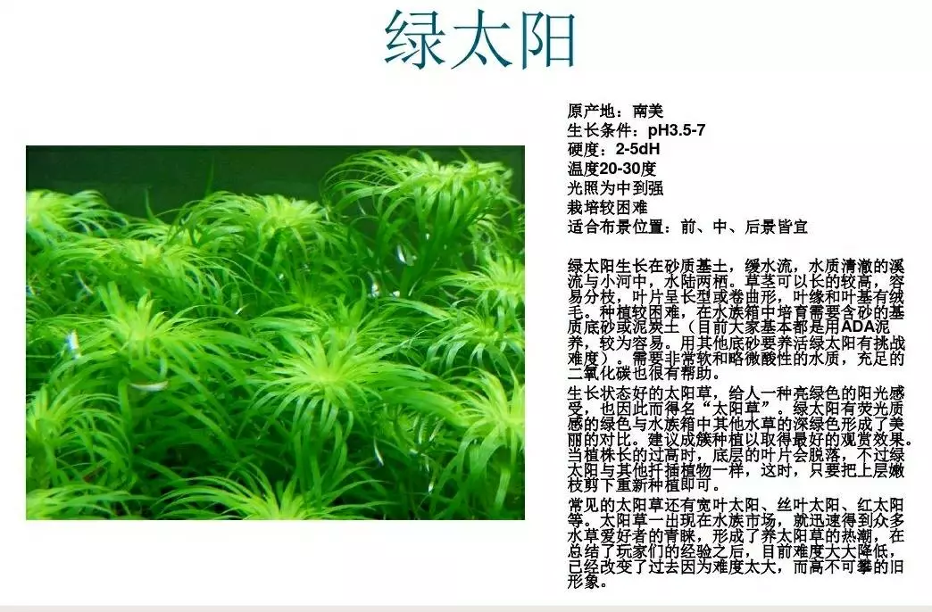 水草简谱_水草简笔画(2)