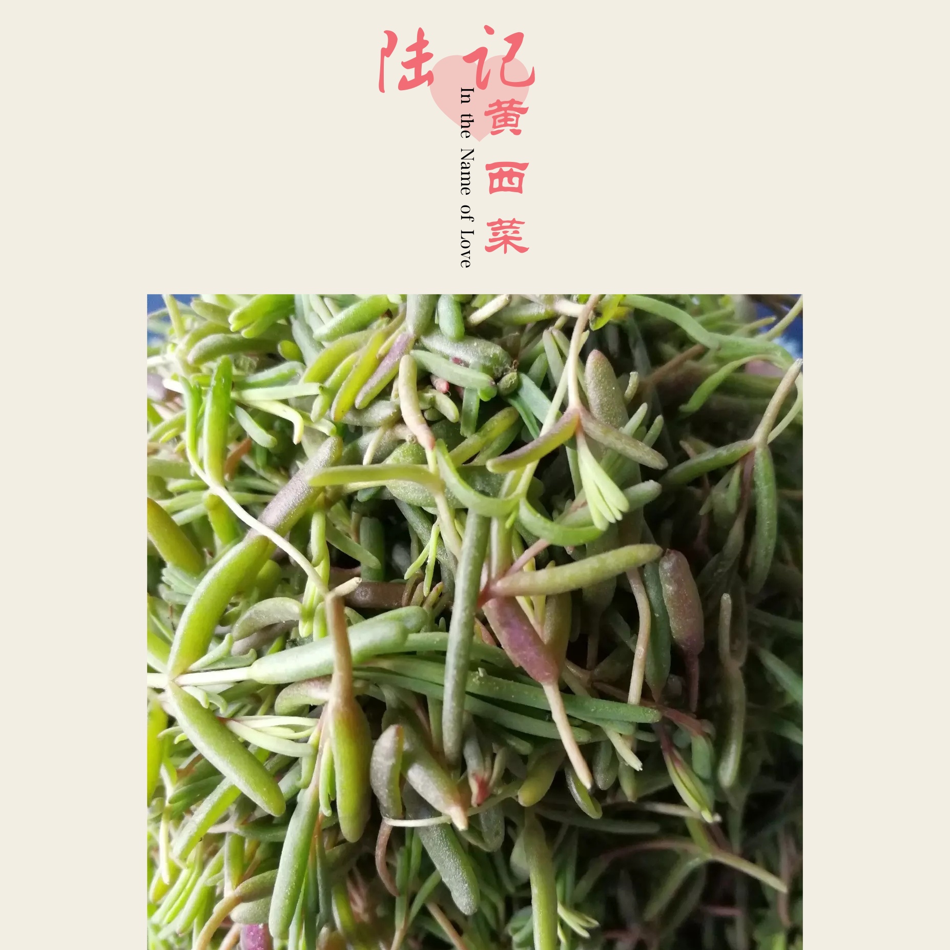 寻味昌邑之黄西菜.