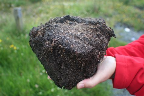 泥炭土(草炭土)和园艺 |了解关于它的全部信息
