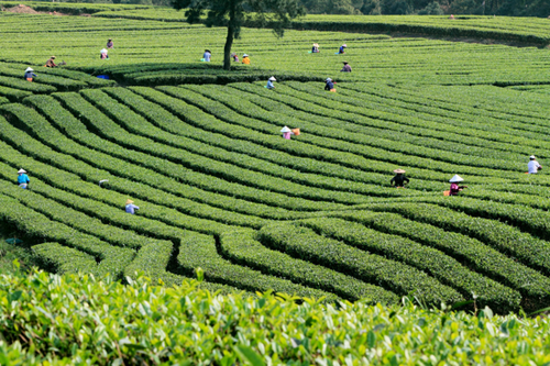 围绕在横县"好一朵茉莉花"周围的不仅是茉莉花与茉莉花茶产品,觉醒的