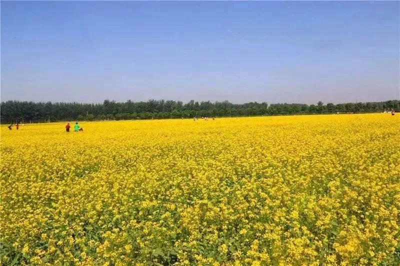 顺义这地方油菜花,本周末将达到盛花期,人少,还不要门票!