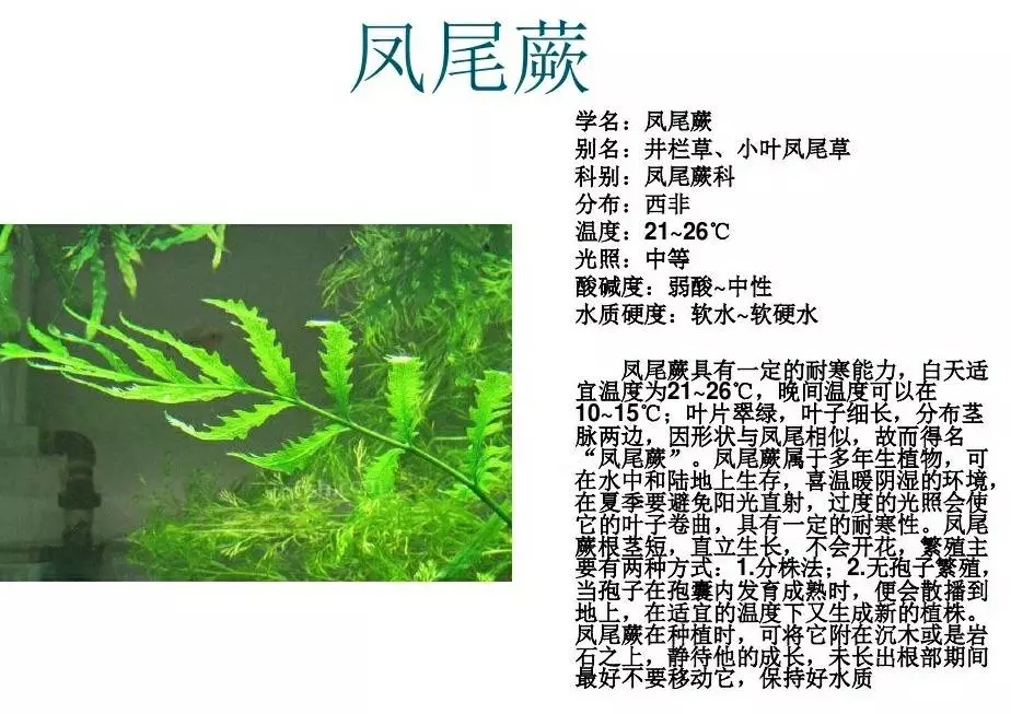 水草简谱_水草简笔画(2)