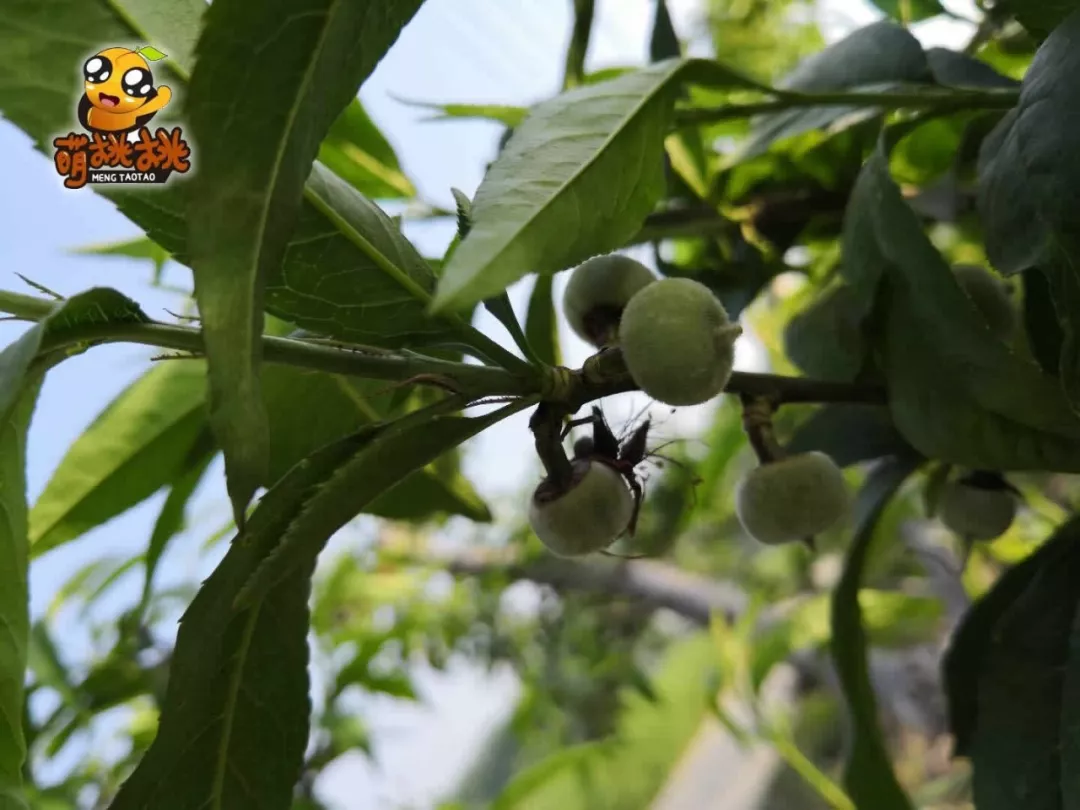 盐城萌桃牌阳山水蜜桃成长日记一挂果修枝篇