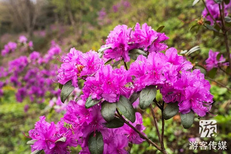 百花齐争艳 醉美映山红|赏辽宁山花烂漫