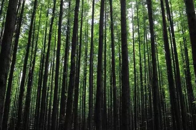 林木良种场34年前《芦苇荡畅想》故事并没有结束在人类守护自然的