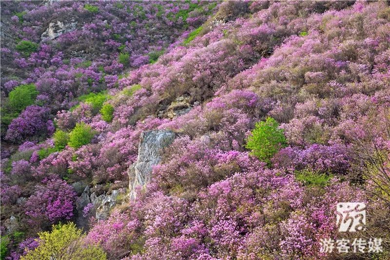 百花齐争艳 醉美映山红|赏辽宁山花烂漫