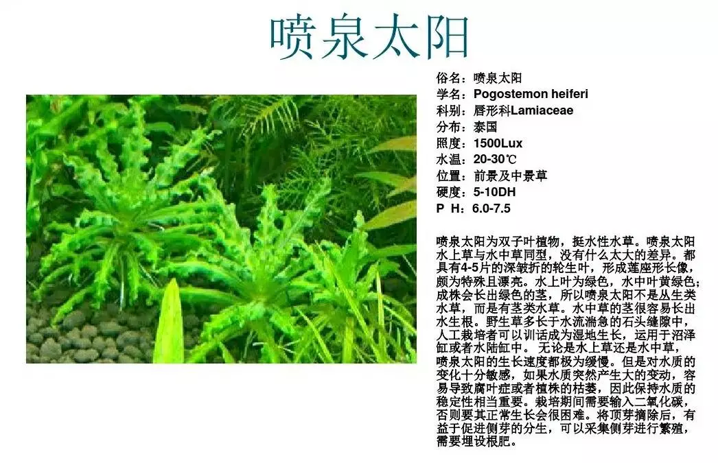 水草简谱_水草简笔画(3)