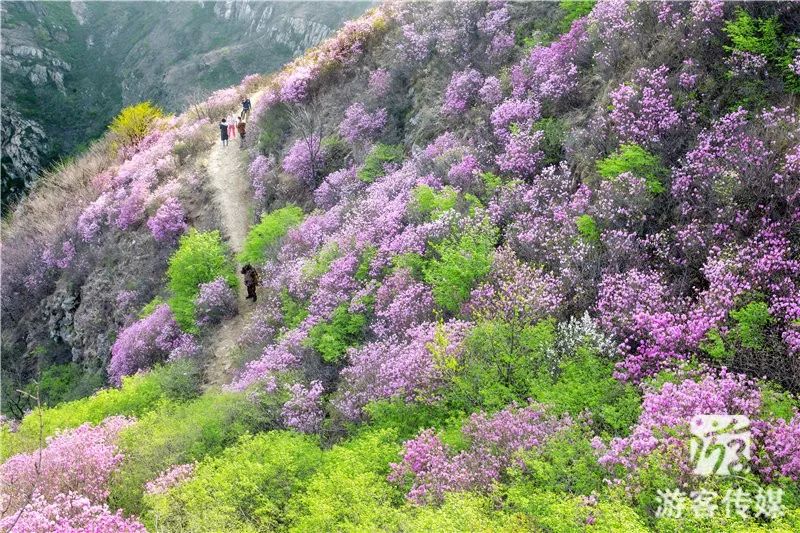 百花齐争艳 醉美映山红|赏辽宁山花烂漫