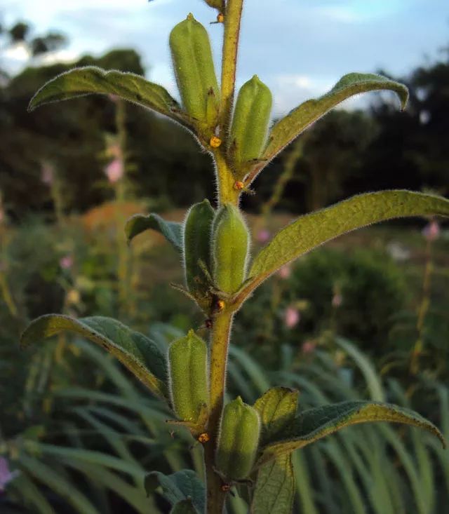 芝麻的果实形状像一个四棱胶囊,成熟后从顶端像张开嘴一样裂开成两半