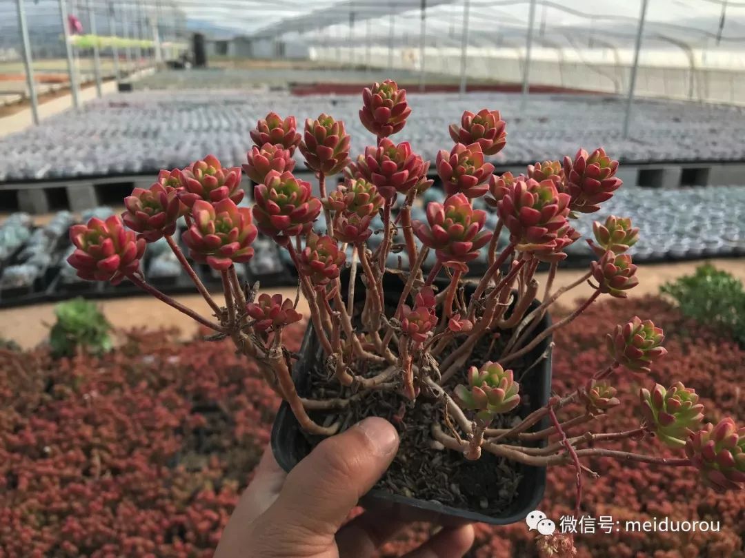 团购三十一期老桩多肉专场:青苹果,华丽风车,乔伊斯塔洛克