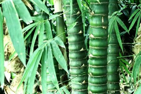 农村这种竹子随处可见, 在城里却是珍贵盆景, 有健康长寿的意思