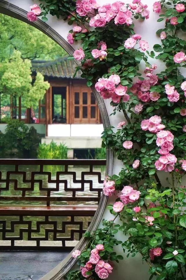 你被杭州高架的月季花刷爆屏,我在西湖边郭庄的月季展