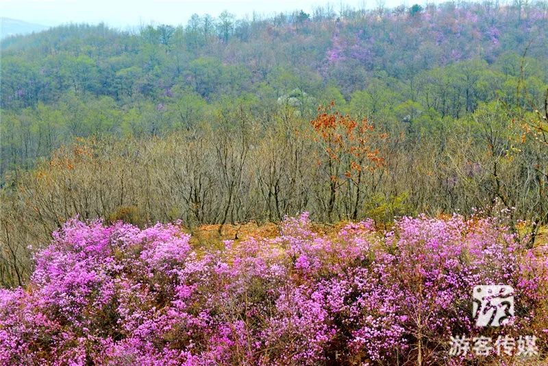 百花齐争艳 醉美映山红|赏辽宁山花烂漫