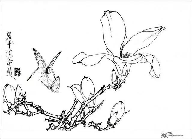 国画花鸟白描图