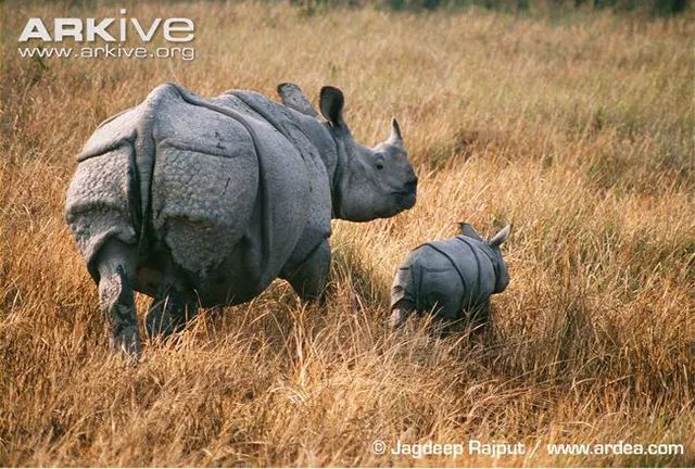 成年印度犀和幼崽.图片:jagdeep rajput www.ardea.