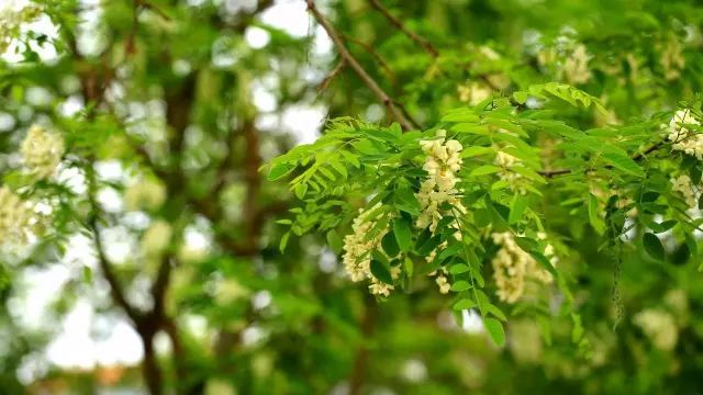 槐花总是开在季节交替之时,洋槐开,夏天到,国槐开,秋天到.