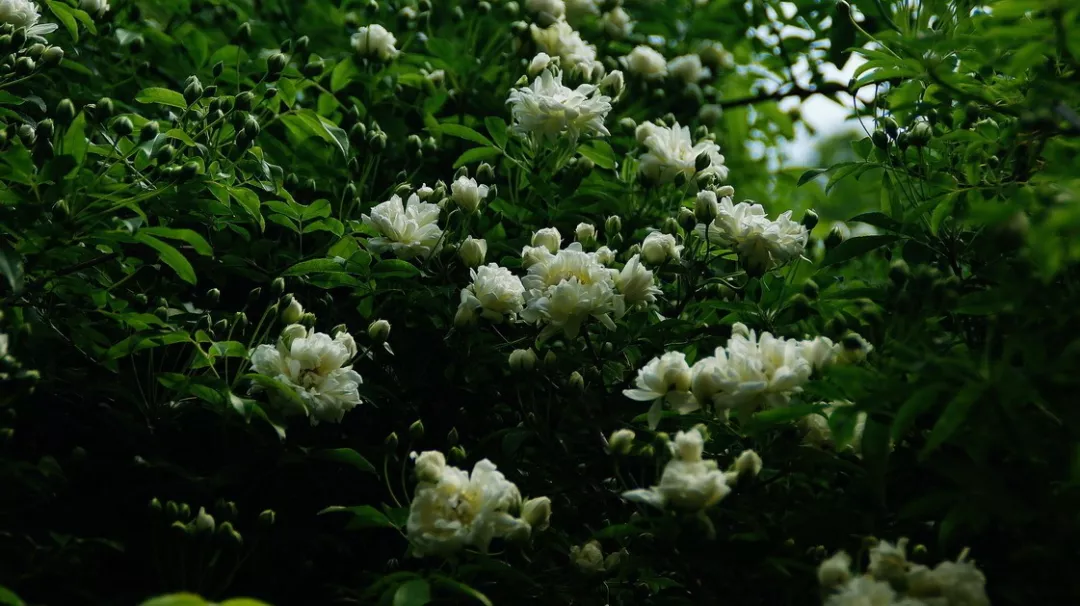 木香花:我的春花之王