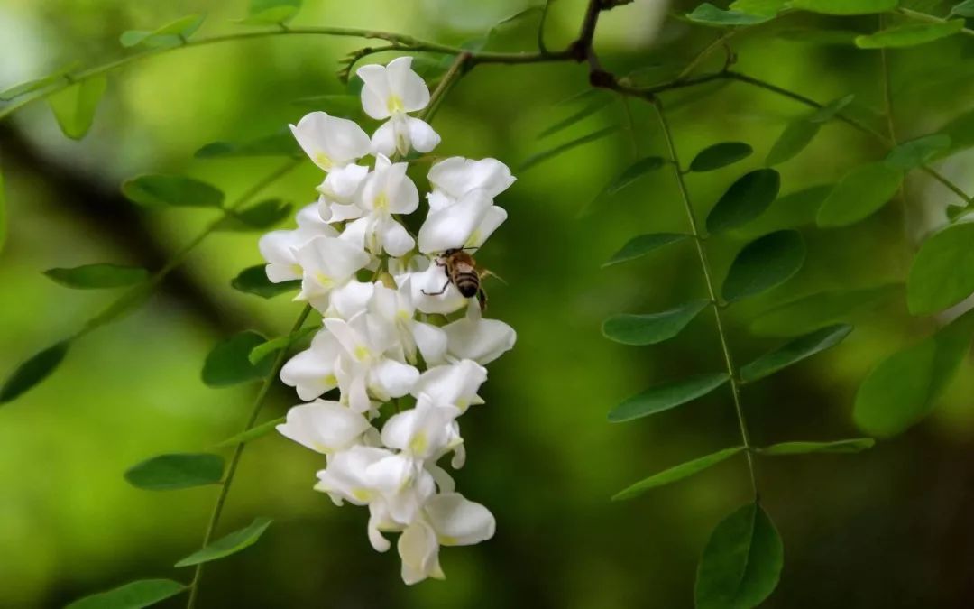 「周末」五月崂山槐花开,暖风含香来