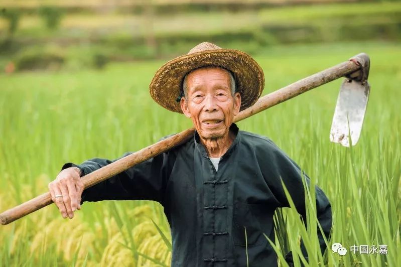 95岁了还下地干活的大亨村老人