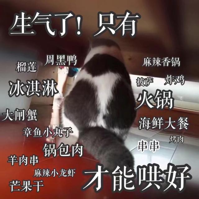 猫咪表情包|牵朕的手,就现在