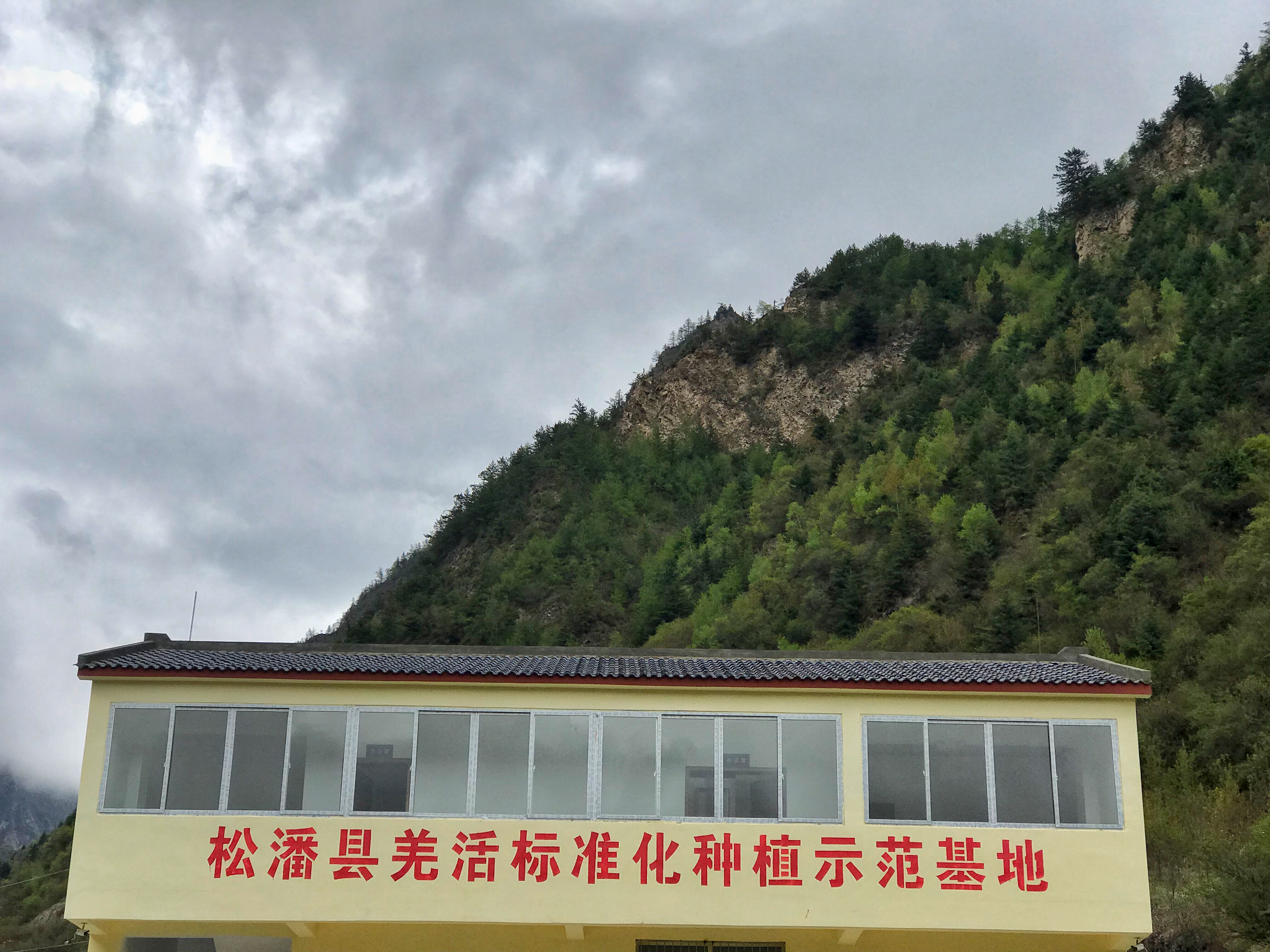 阿坝松潘县:发展中药材产业 为贫困户建造新的造血功能