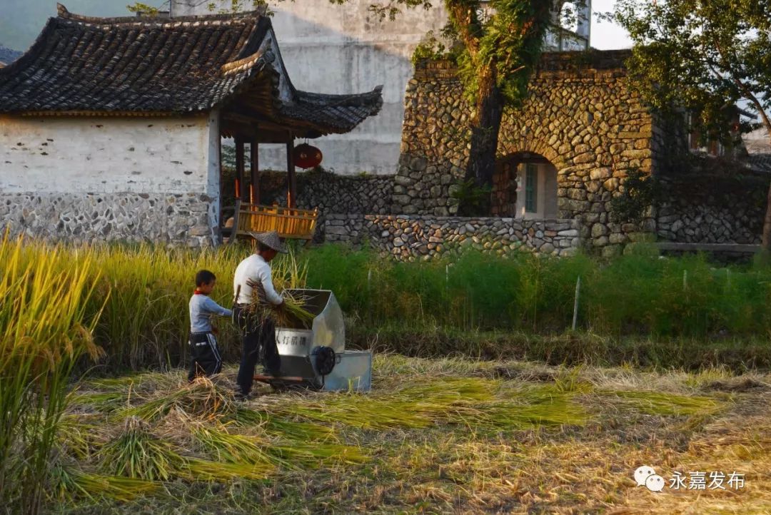 实拍永嘉农村,满眼熟悉的场景,浓浓的家乡味道.