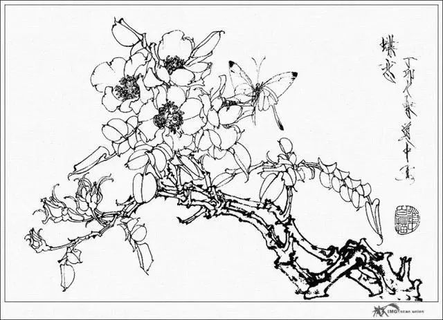 国画花鸟白描图