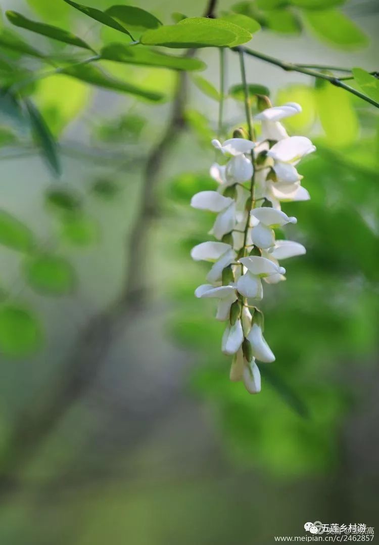 槐花美,槐花香,槐花深处是家乡!