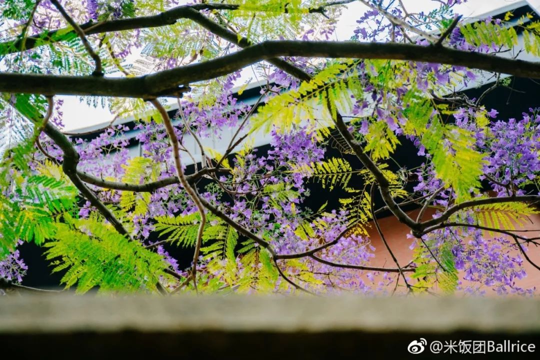 夏天夏天悄悄来临 福州街头蓝花楹悄然盛开 美到不像话 最in赏花路线 走起