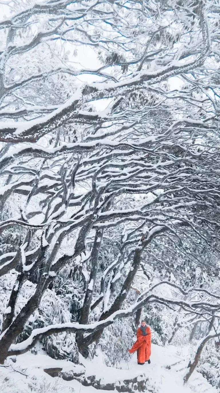 【美图】禅雪杜鹃,别样风情!