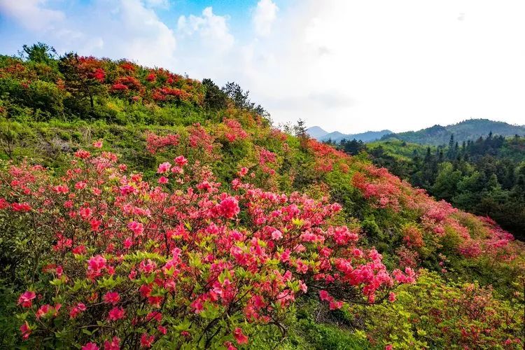 美丽的岳西 | 人间四月天,主簿赏杜鹃