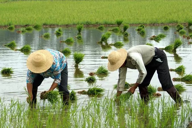 在孩童时代的农村,栽秧也是过节,其热闹程度不亚于过年.