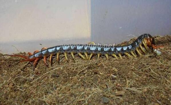 地球上最大的蜈蚣据说能长到06米能吃蛇