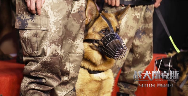 《战犬瑞克斯》北京首映礼聚焦退役军犬,首邀战地英雄