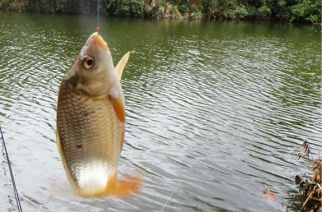 夏季垂钓野钓鲫鲤鱼,好用又简单的打窝配方,分享给大家!