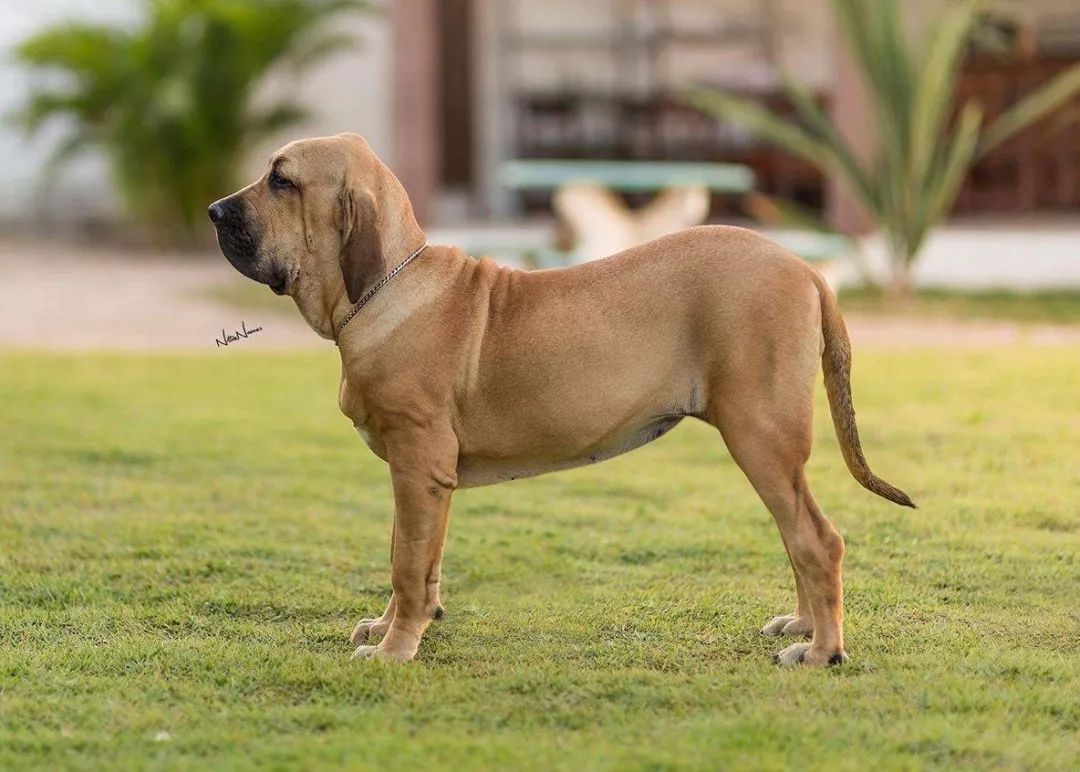 七,进口幼犬还是成犬好我个人看法,进成犬还是划算的,幼犬太折磨人了