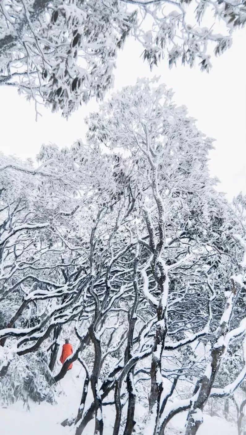 【美图】禅雪杜鹃,别样风情!