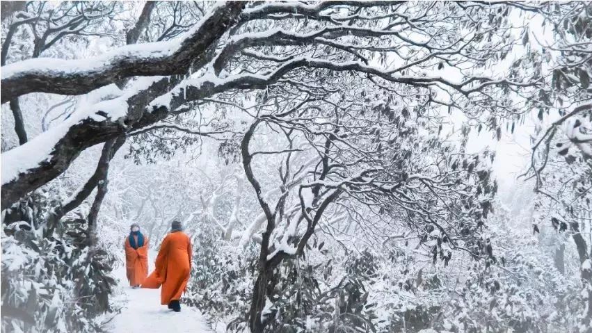 【美图】禅雪杜鹃,别样风情!