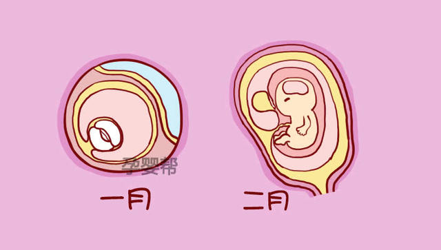 妊娠1到10个月的胎儿是如何发育的，看完你就知道了！ 2174