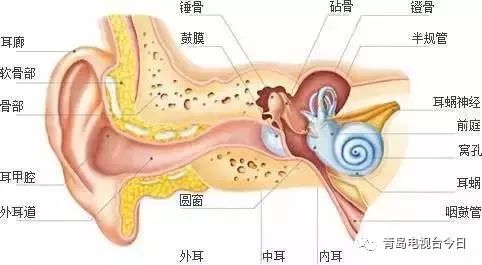 统计表明,英国每年有7000多人, △耳朵结构图 常掏耳朵使外耳道皮肤