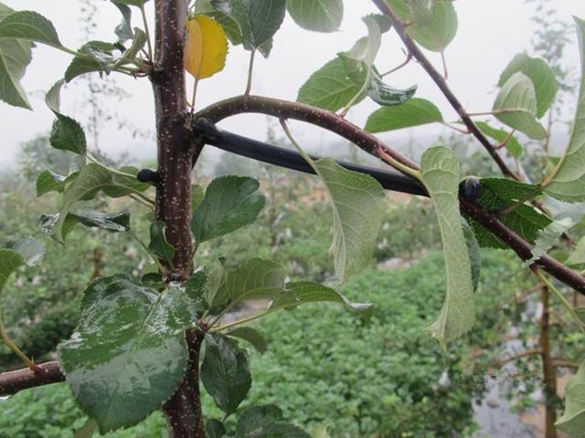 苹果树栽培技术|苹果园夏管六法