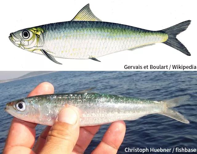 5cm.沙丁鱼的身体呈圆筒状,腹部呈银白色,背