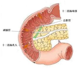 十二指肠示意图