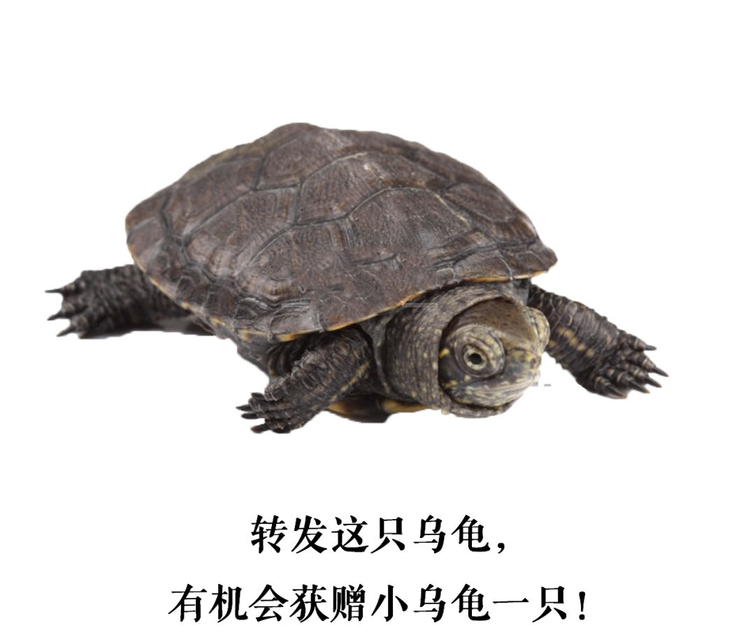 转发这只小乌龟,母亲节和妈咪一起约会世界名龟科普养殖交流展吧!